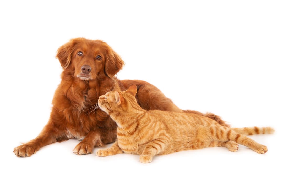 Pet care
